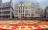 květinový koberec - Belgie - Brusel - Tapis de Fleurs a nádherné náměstí kolem