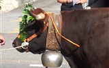 Švýcarsko - Švýcarsko - Wallis - i zde najdete slavnosti shánění stád