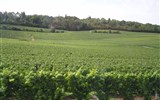 Troyes - Francie - Champagne - mezi Troyes a Epernay jsou samé vinice