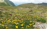 Bucegi - Rumunsko - NP Bucegi, koberec pampelišky alpské a všivce přeslenitého