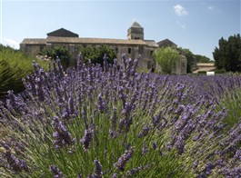 Provence s vůní levandule a koupáním, letecky 2024  Francie - Provence - St.Paul de Mausolée, jak lehce se vcítíš do Goghových obrazů