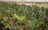 Azorské ostrovy, San Miguele a Terceira, Lisabon 2023 - Portugalsko -Azory - San Miguel - Faja de Baixo, tady už rostou plody ananasu