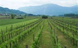 Vipava - Slovinsko - údolí Vipavy, pěstuje se Ribolla, Malvasia, Sauvignon...
