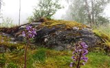 Jostedalsbreen - Norsko - Národní park Jostedalsbreen, mléčivec alpský