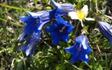 Národní park Vysoké Taury - Rakousko - NP Vysoké Taury oplývá nádherou horských květin