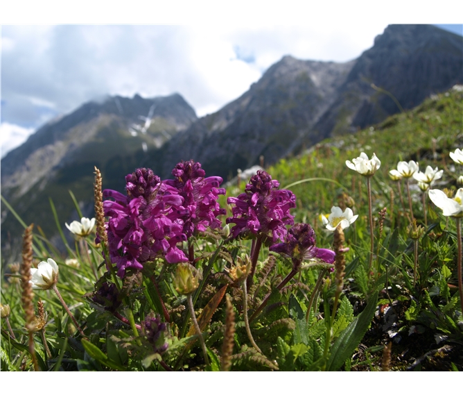 Údolí Glemmtal, svět salcburských hor 2021 - Rakousko - Vysoké Taury - kouzlo horských luk národního parku