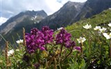 Národní park Vysoké Taury - Rakousko - Vysoké Taury - kouzlo horských luk národního parku