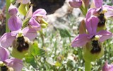 El Torcal  - Španělsko - Andalusie - NP El Torcal, v NP se nachází 30 různých druhů orchidejí, zde tořič Ophrys ficalhoana