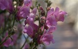 Garganta del Chorro - Španělsko - Andalusie - El Chorro, i v hloubi soutěsky najdete květy divokých hledíků