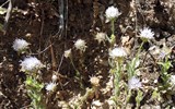 Garganta del Chorro - Španělsko - Andalusie - El Chorro, ve Valle del Hoyo kvete spousta zajímavých rostlin