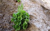 Garganta del Chorro - Španělsko - Andalusie - El Chorro, i na holé skále rostou rostliny - rod hruštička