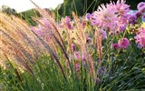 Květinové slavnosti - Německo - mezinárodní zahradnická výstava IGA nabízí i barevné moře trav