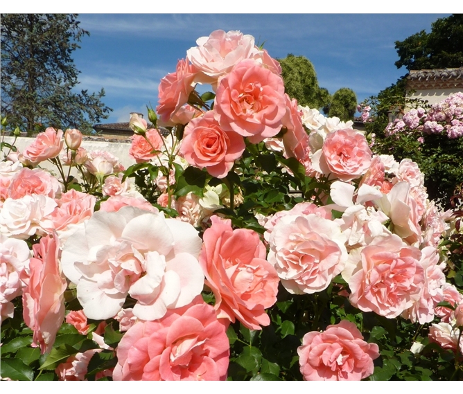 Berlín, biosferická rezervace UNESCO, výstava Gauguin a slavnost růží v Rosariu 2022 - Německo - Europa-Rosárium, ráj pro milovníka růží