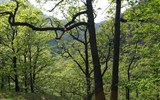 Národní park Harz - Německo - Harz - svěží zeleň čerstvě vyrašených lístků v údolí řeky Bode