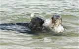 Helgoland - Německo -  Helgoland - tuleň kuželozubý, páří se od září do března