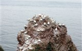 Helgoland - Německo - útesy ostrova Helgoland plné ptačích hnízd