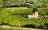 Bosa - Itálie -  Sardinie - mezi Bosou a Modolo zraje víno, ze kterého se připravuje oblíbená sardinská Malvasia