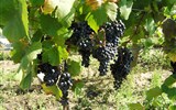 Znojmo, NP Podyjí, příroda, zámky a víno s výletem do Rakouska 2022 - Česká republika - Šatov -  je krásné když v okolních vinicích dozrává víno