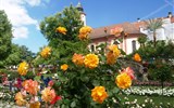 Krásy Bodamského jezera a ostrov Mainau 2020 - Německo -  Mainau, - zahrady Rosengarten