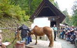 Stübing - Rakousko - Štýrsko - skanzen Stübing, slavnost Erlebnistag, kování koní před kovárnou z Birkfeldu, Śtýrsko