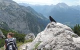Slavnost a pohoda v NP Berchtesgaden a Orlí hnízdo 2022 - Německo - Kehlstein, čekání na zbytky (nebo na kořist)