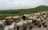 Daleké země a exotika - Arménie - ovce mají pochopitelně na silnici přednost