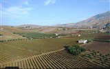 Sicílie, víno a gastronomie - Itálie - Sicílie - vinice všude kolem Segesty