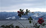 LINDAU - Německo - Bodamské jezero - Lindau, klima je zde teplé, ještě v prosinci kvetou růže
