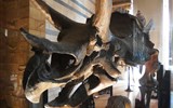 Albertopolis - Anglie - Londýn - Přírodovědné muzeum, Triceratops, svrchní křída, 67 mil. let, Wyoming, US