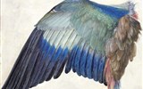 Albrecht Dürer - Rakousko - Vídeň - Albertina, A.Dürer, Modré ptačí křídlo, kol 1500, akvarel