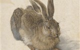Adventní Vídeň, Schönbrunn a zámek Hof, vánoční trhy a výstavy  2022 - Rakousko - Vídeň - Albertina, A.Dürer, Zajíc, 1502, akvarel a kvaš