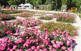 Vídeň po stopách Habsburků, Schönbrunn i Laxenburg a Baden, historické zahrady 2022 - Rakousko - Baden, ve zdejším rosariu je přes 600 odrůdrůží
