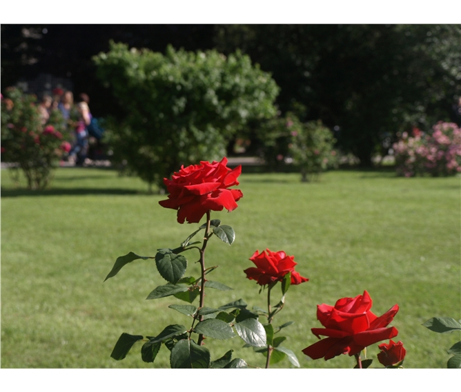 Vídeň po stopách Habsburků, Schönbrunn i Laxenburg a Baden, historické zahrady 2023 - Baden - Růžová zahrada, na ploše více než 90.000 m² se nachází cca 600 různých druhů růží
