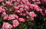 Slavnost růží v Badenu a Schloss Hof 2020 - Baden - Růžová zahrada - odrůda Moin Moin