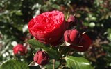 Vídeňský les a Požitkářská míle - Baden - Růžová zahrada - odrůda Piano
