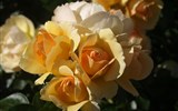 Slavnost růží v Badenu a Schönbrunn 2019 - Baden - Růžová zahrada - odrůda Hansesstadt Rostock