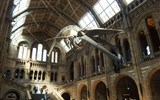 muzejní trojúhelník - Anglie - Londýn - Přírodovědné muzeum, vstupní hale dominuje kostra Plejtváka obrovského