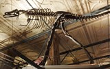 muzejní trojúhelník - Anglie - Londýn - Přírodovědné muzeum, kostra Albertosaura, řád Saurischia, 76-4 mil. let, Kanada, Alberta, 6,5 m, žil a lovil ve smečkách, běhal až 40 km/h