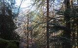 Partnachklamm - Německo - Bavorsko - zimní les nad soutěskou Partnachklamm