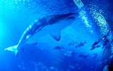 Valencie, perla Costa Azahar, přírodní parky 2022 - Španělsko - Valencie - L'Oceanogràfic, nesmí chybět král moří - žralok