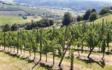 Semmering - dráha UNESCO, termály a čokoládový ráj 2020 - Rakousko - vinice na svazích  kolem hradu Riegersburgu (foto A.Frčková)