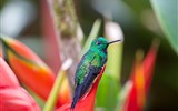 Národní parky Kostariky 2023 - Kostarika - zdejší příroda doslova hýří barvami i životem všech forem a druhů