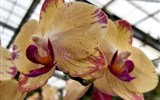 Přírodní parky a ostrovy Nizozemska, Gogh a Amsterdam - Holandsko - De Orchideën Hoeve, ráj tropických orchidejí