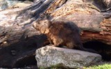 Grimselpass - Švýcarsko - Grimselpass, je tu k vidění svišť alpský (Marmonta marmonta), 4-8 kg těžký