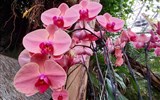 De Orchideën Hoeve - Holandsko - De Orchideën Hoeve - krása orchidejí všude kolem