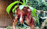 De Orchideën Hoeve - Holandsko - De Orchideën Hoeve - nádherná masožravá láčkovka z Madagaskaru
