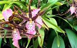De Orchideën Hoeve - Holandsko - De Orchideën Hoeve - orchodeje tu hýří tvary i barvami
