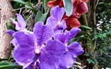 De Orchideën Hoeve - Holandsko - De Orchideën Hoeve - a další okouzlující orchidej