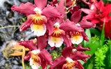 De Orchideën Hoeve - Holandsko - De Orchideën Hoeve - člověk se nepřestává divit jaké tvary a barvy mohou orchideje mít