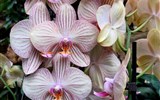 De Orchideën Hoeve - Holandsko - De Orchideën Hoeve - pořád je na co koukat